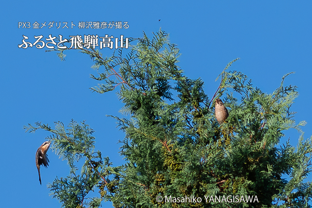 飛騨高山に棲むモズの写真。撮影・柳沢雅彦