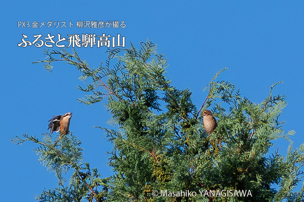 飛騨高山に棲むモズの写真。撮影・柳沢雅彦