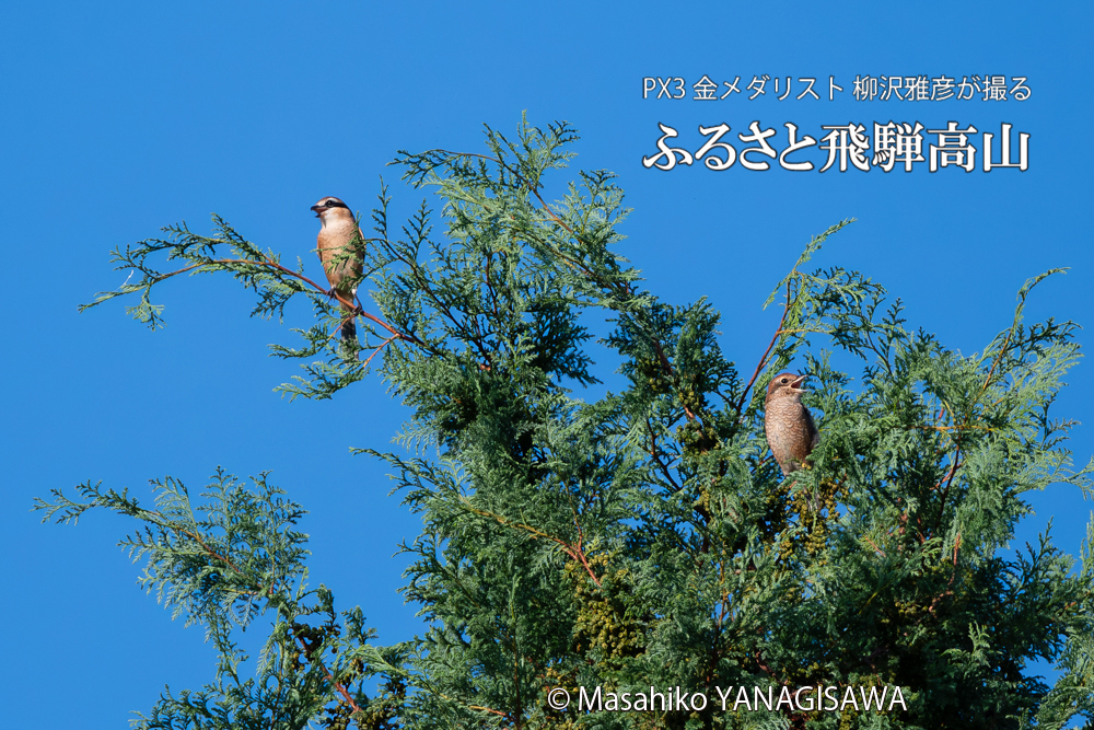 飛騨高山に棲むモズの写真。撮影・柳沢雅彦