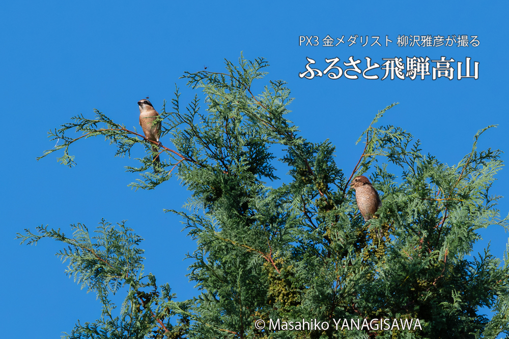飛騨高山に棲むモズの写真。撮影・柳沢雅彦