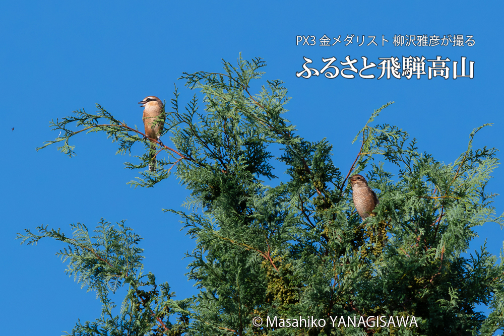 飛騨高山に棲むモズの写真。撮影・柳沢雅彦
