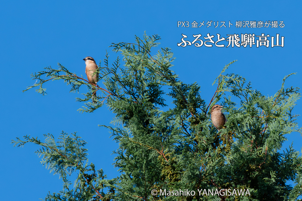 飛騨高山に棲むモズの写真。撮影・柳沢雅彦
