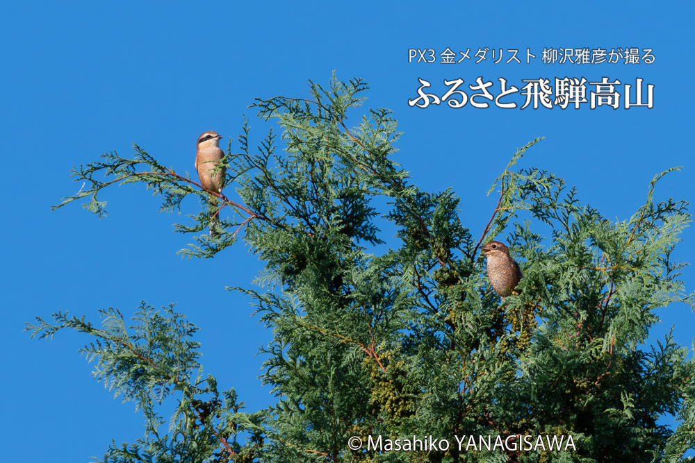 飛騨高山に棲むモズの写真。撮影・柳沢雅彦