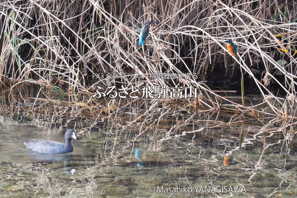 飛騨高山に棲むカワセミとオオバンの写真。撮影・柳沢雅彦