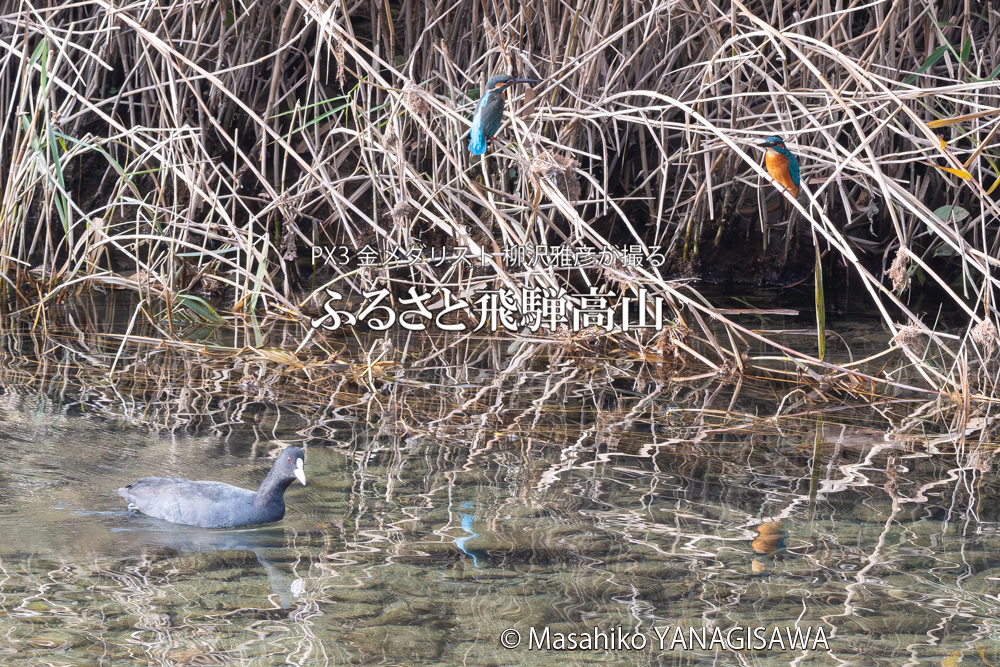 飛騨高山に棲むカワセミとオオバンの写真。撮影・柳沢雅彦