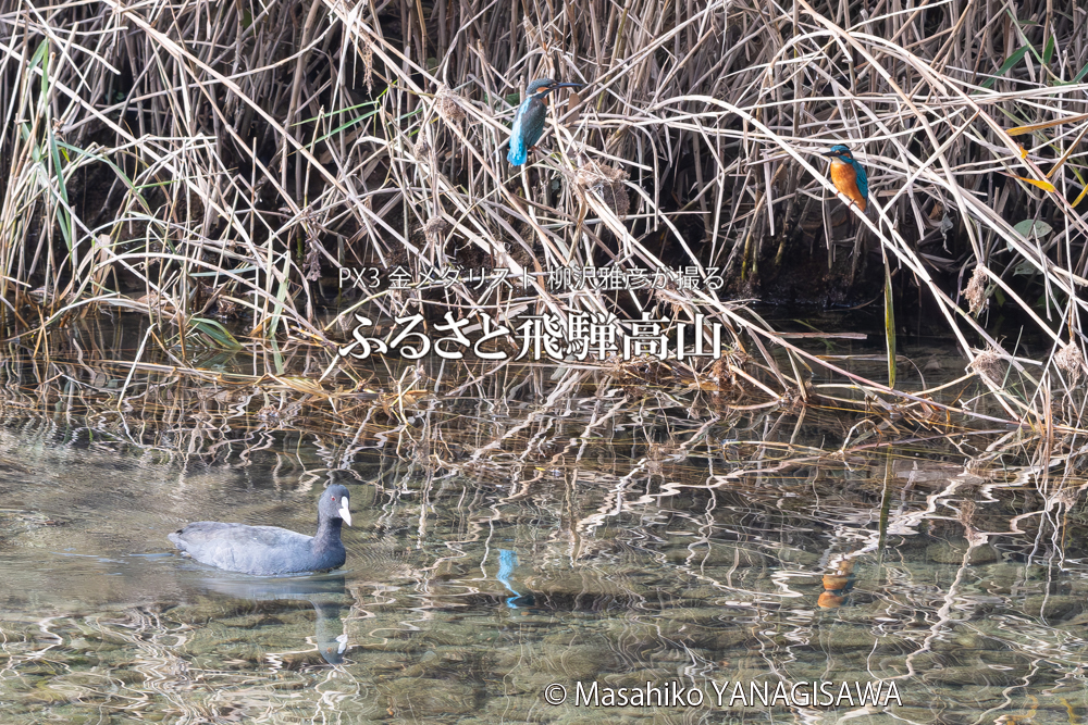 飛騨高山に棲むカワセミとオオバンの写真。撮影・柳沢雅彦