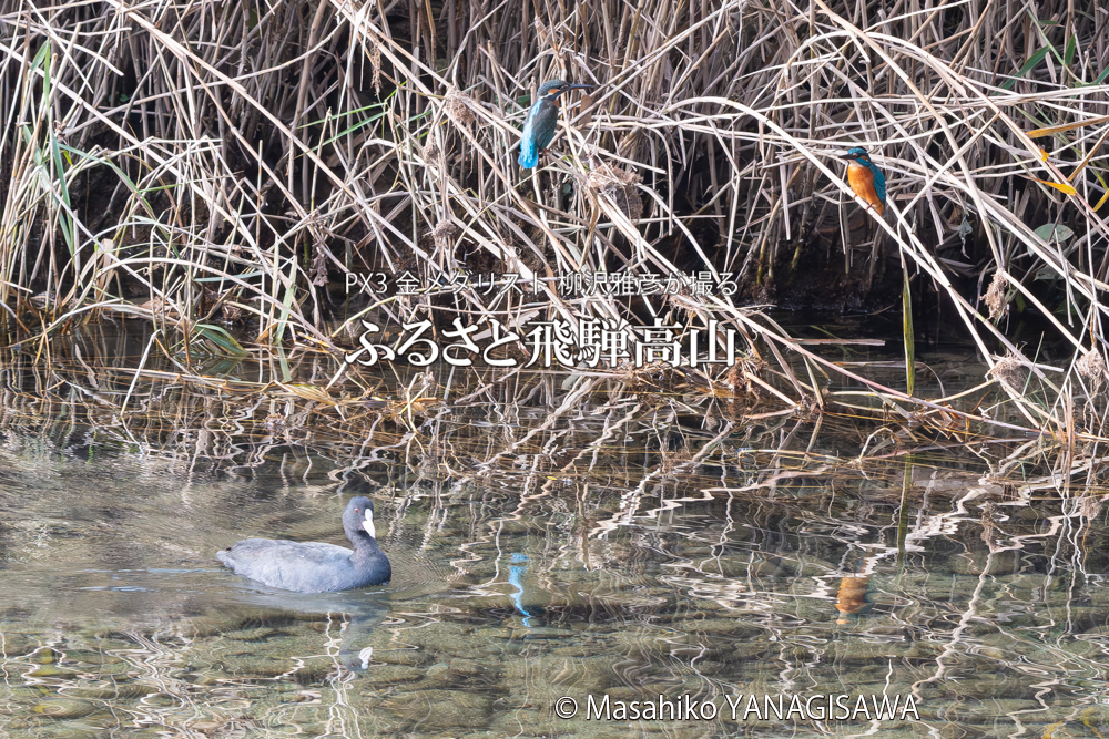 飛騨高山に棲むカワセミとオオバンの写真。撮影・柳沢雅彦