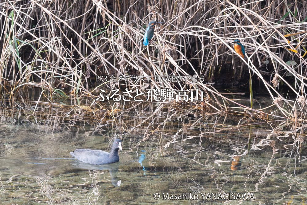 飛騨高山に棲むカワセミとオオバンの写真。撮影・柳沢雅彦