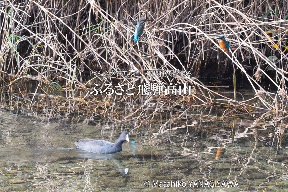 飛騨高山に棲むカワセミとオオバンの写真。撮影・柳沢雅彦