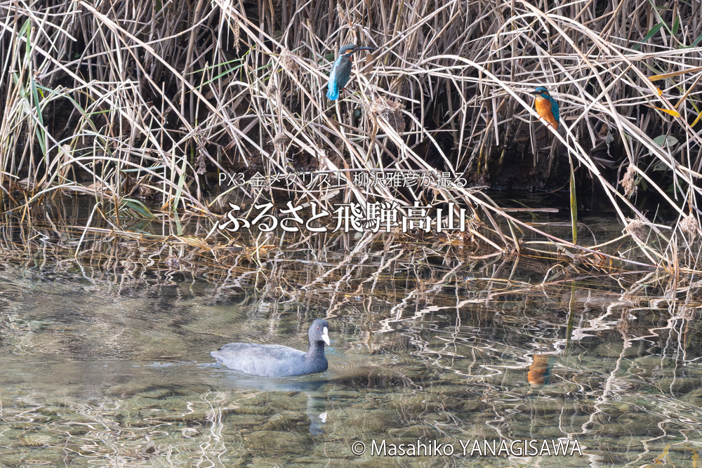 飛騨高山に棲むカワセミとオオバンの写真。撮影・柳沢雅彦