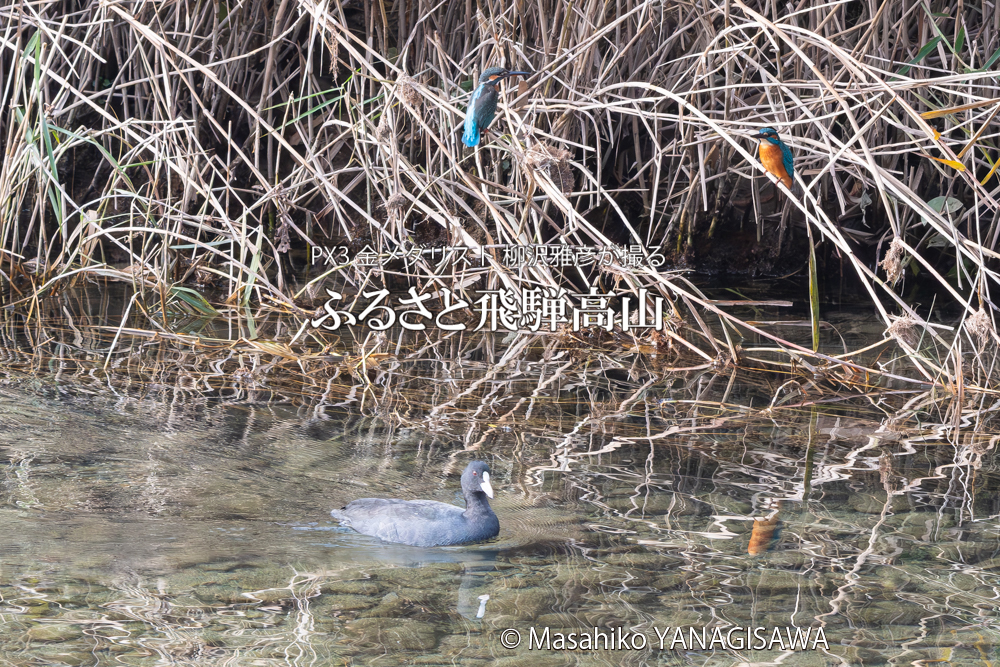 飛騨高山に棲むカワセミとオオバンの写真。撮影・柳沢雅彦