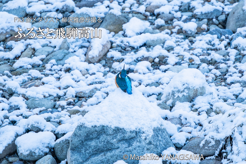 飛騨高山に棲むカワセミの写真。撮影・柳沢雅彦