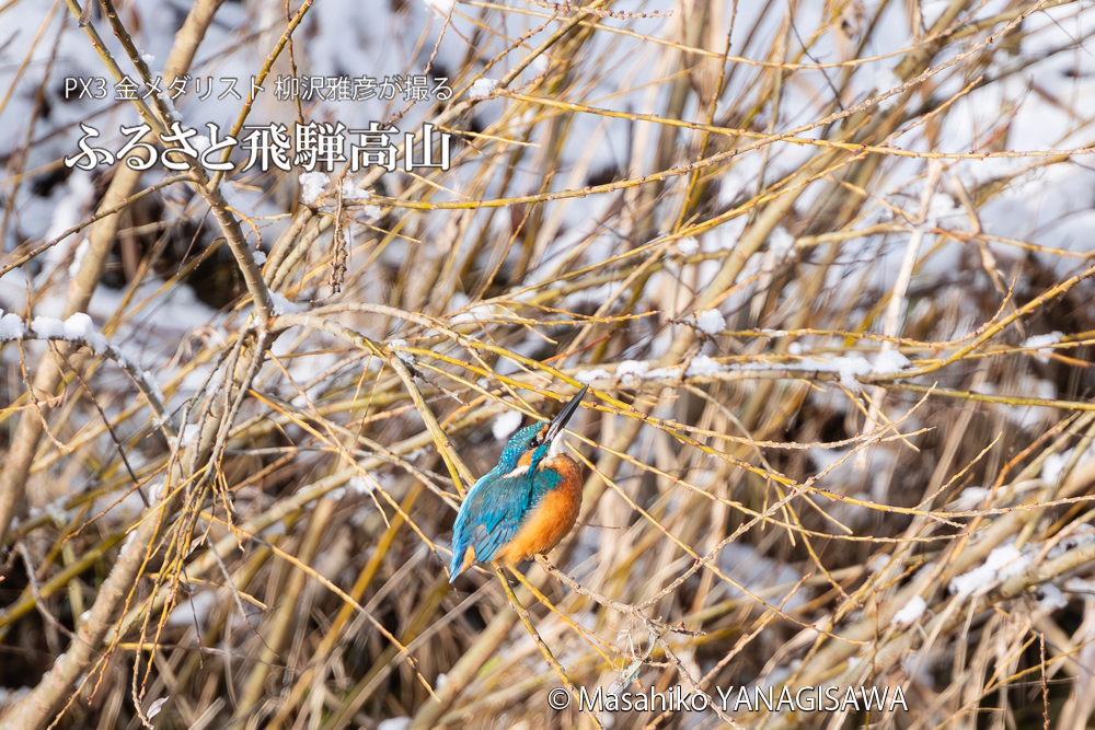 飛騨高山に棲むカワセミの写真。撮影・柳沢雅彦
