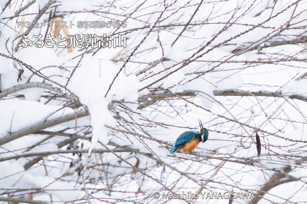 飛騨高山に棲むカワセミの写真。撮影・柳沢雅彦