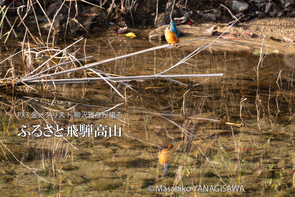 飛騨高山に棲むカワセミの写真。撮影・柳沢雅彦