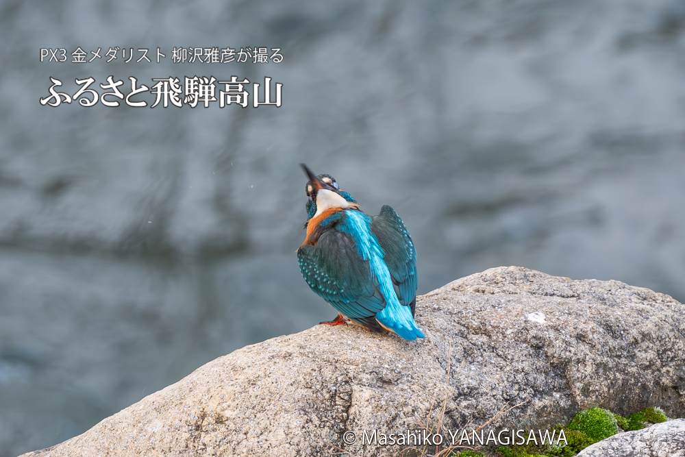飛騨高山に棲むカワセミの写真。撮影・柳沢雅彦