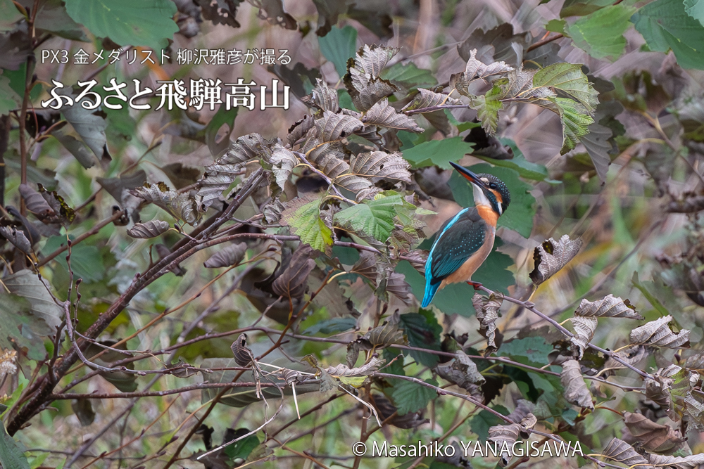 飛騨高山に棲むカワセミの写真。撮影・柳沢雅彦