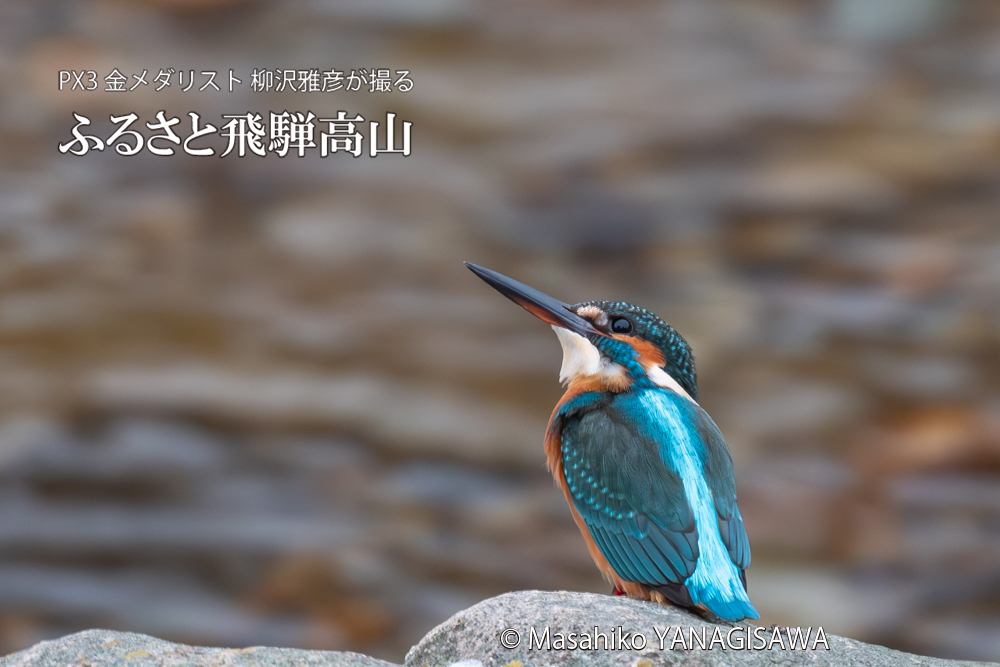 飛騨高山に棲むカワセミの写真。撮影・柳沢雅彦