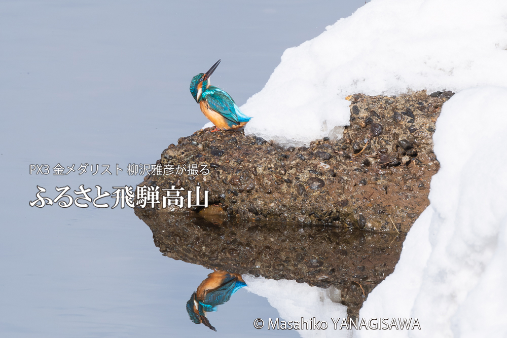 飛騨高山に棲むカワセミの写真。撮影・柳沢雅彦