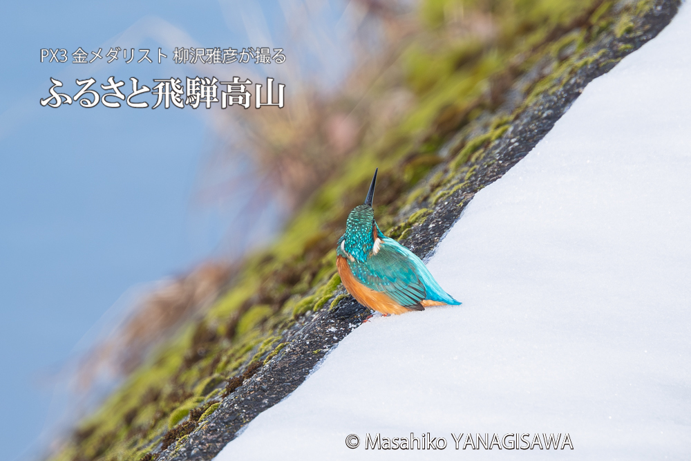 飛騨高山に棲むカワセミの写真。撮影・柳沢雅彦
