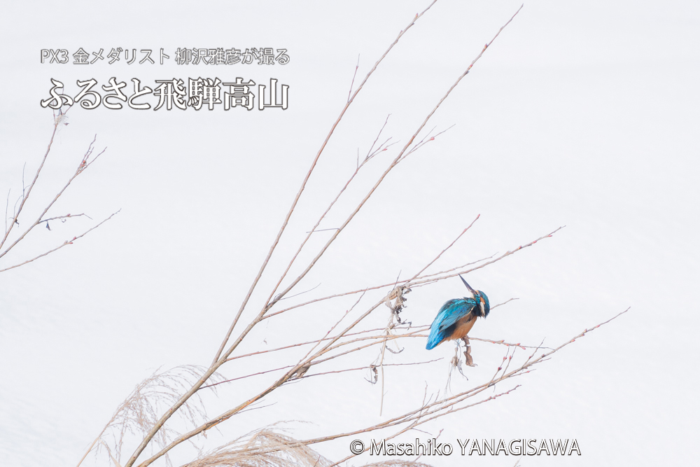 飛騨高山に棲むカワセミの写真。撮影・柳沢雅彦