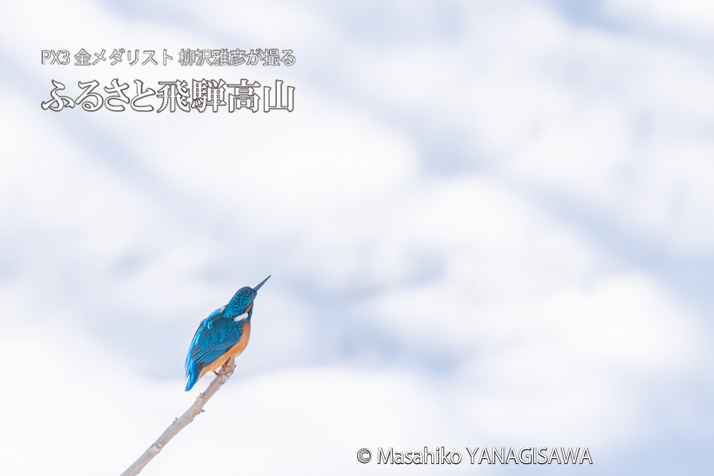 飛騨高山に棲むカワセミの写真。撮影・柳沢雅彦