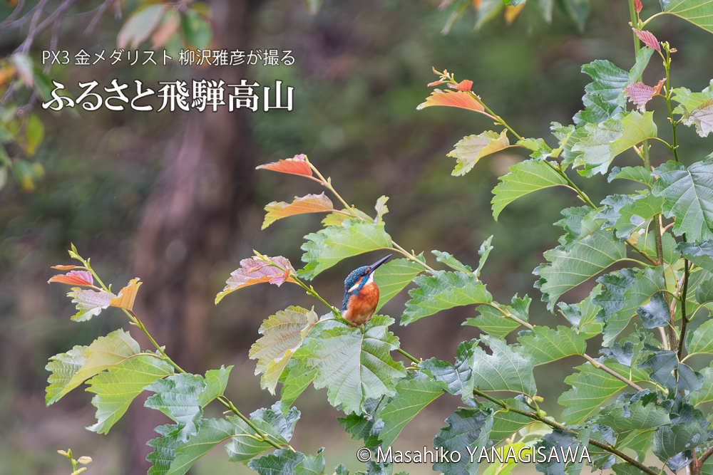 飛騨高山に棲むカワセミの写真。撮影・柳沢雅彦