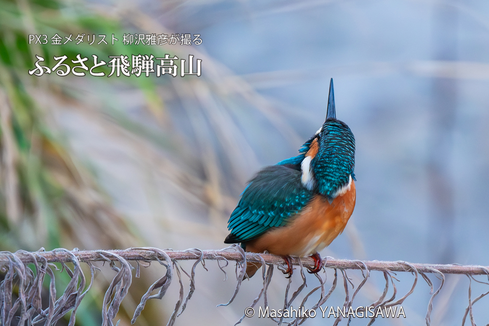 飛騨高山に棲むカワセミの写真。撮影・柳沢雅彦