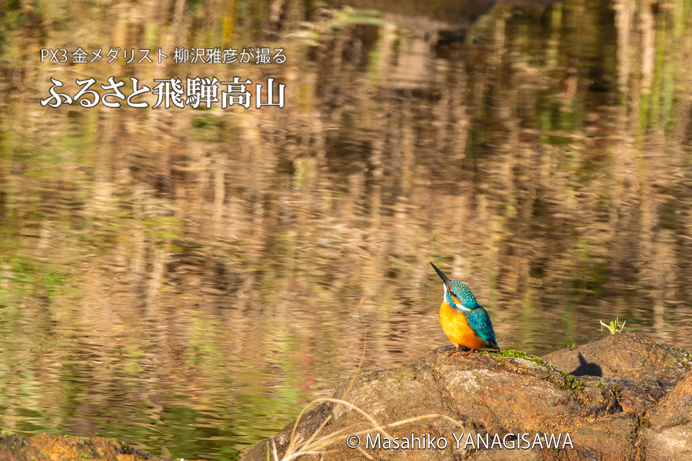 飛騨高山に棲むカワセミの写真。撮影・柳沢雅彦