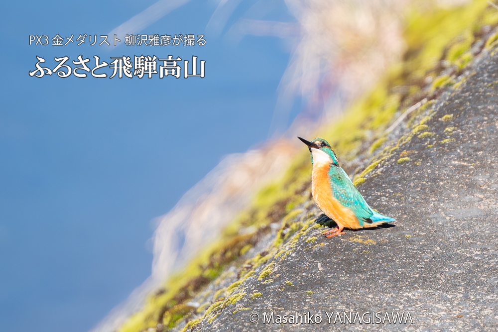 飛騨高山に棲むカワセミの写真。撮影・柳沢雅彦