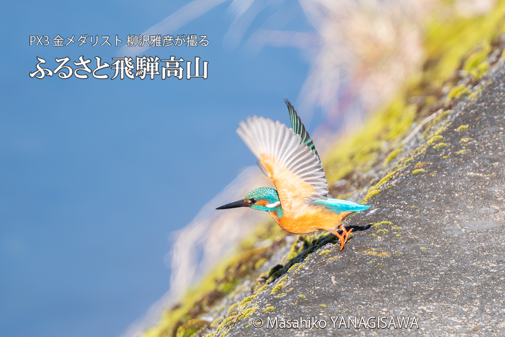 飛騨高山に棲むカワセミの写真。撮影・柳沢雅彦