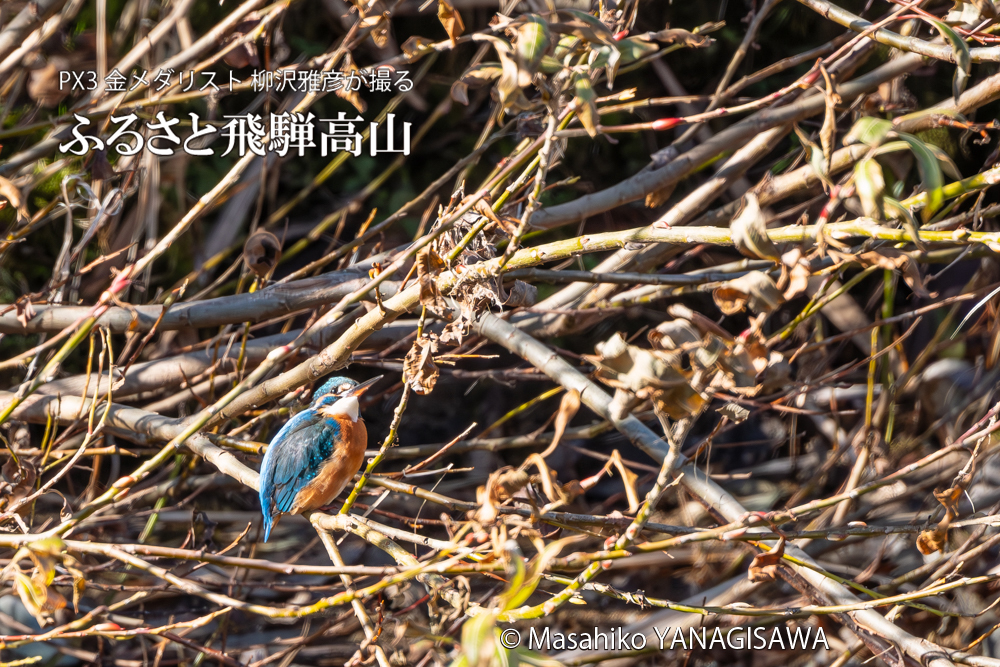飛騨高山に棲むカワセミの写真。撮影・柳沢雅彦