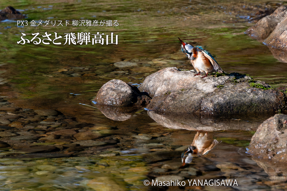 飛騨高山に棲むカワセミの写真。撮影・柳沢雅彦