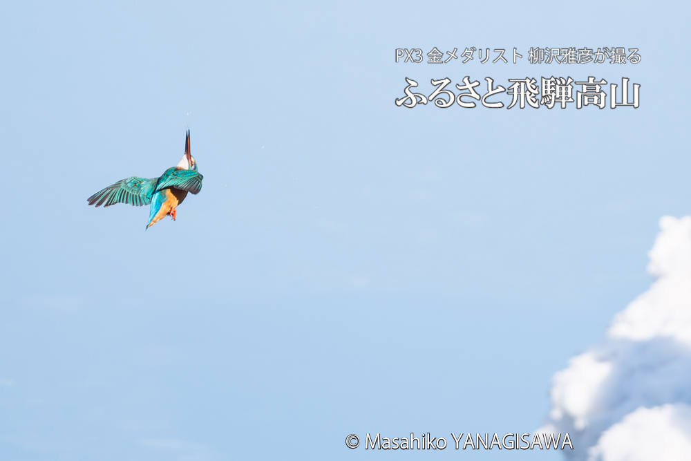 飛騨高山に棲むカワセミの写真。撮影・柳沢雅彦