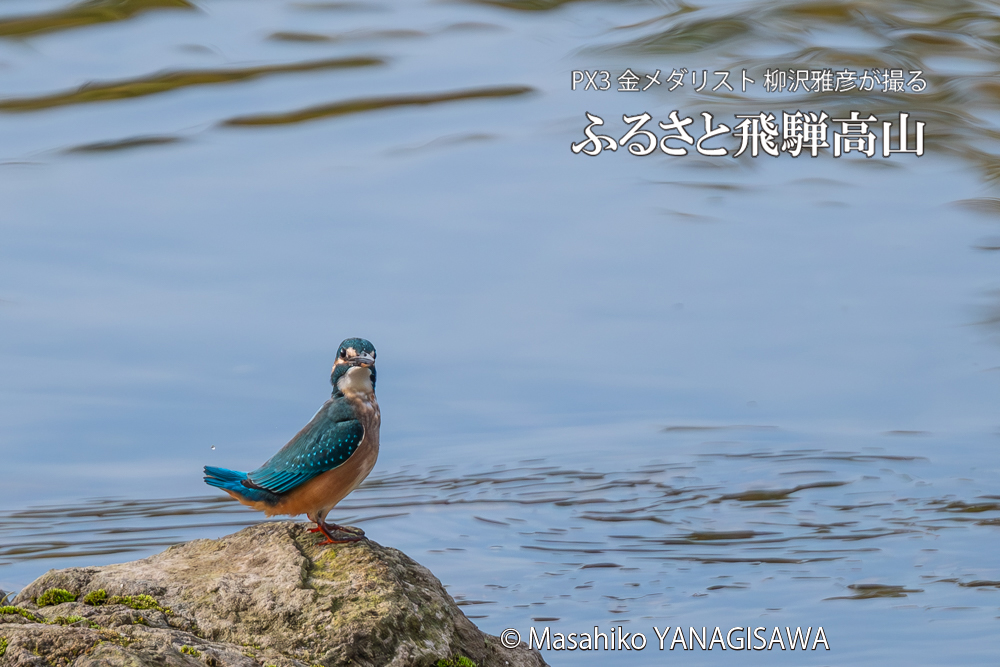 飛騨高山に棲むカワセミの写真。撮影・柳沢雅彦