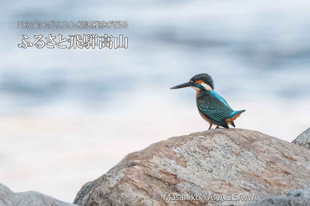 飛騨高山に棲むカワセミの写真。撮影・柳沢雅彦