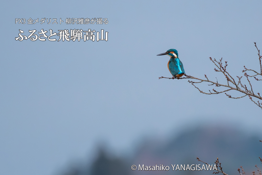 飛騨高山に棲むカワセミの写真。撮影・柳沢雅彦
