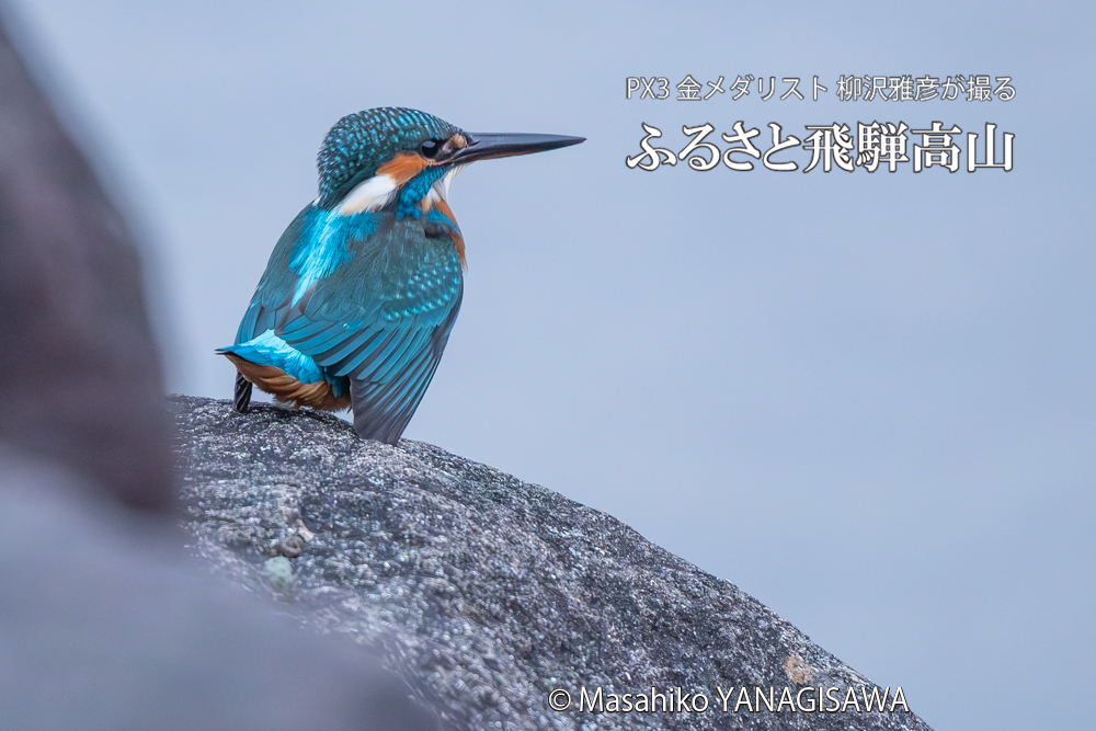 飛騨高山に棲むカワセミの写真。撮影・柳沢雅彦