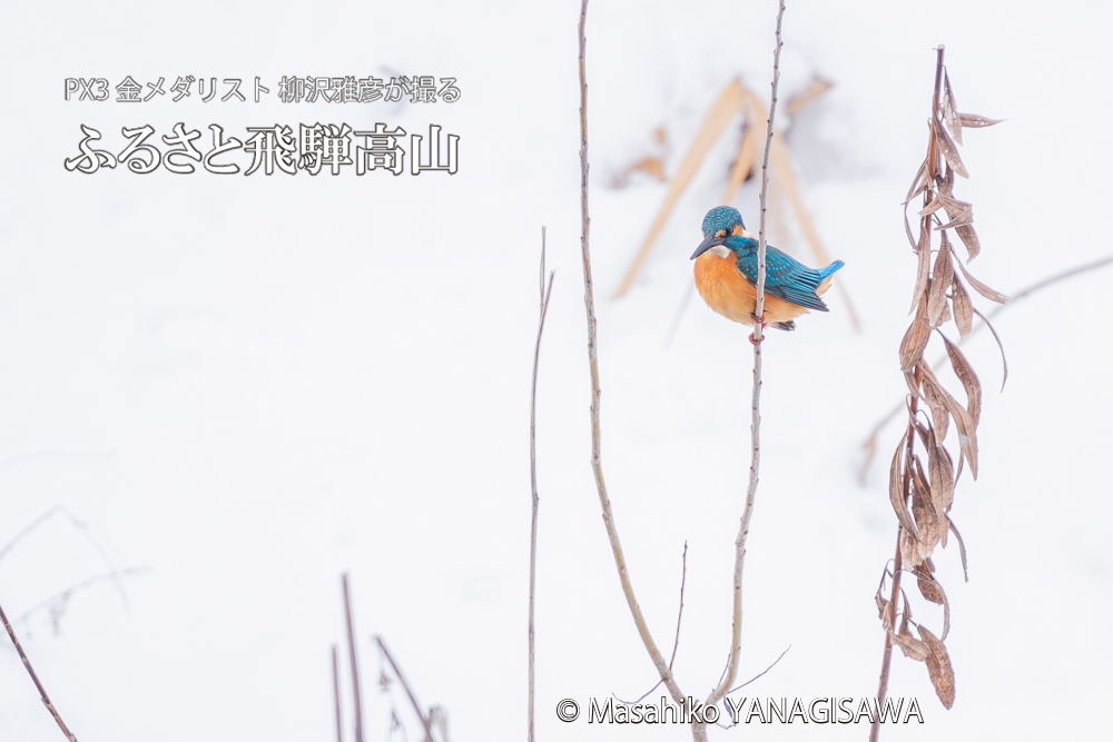 飛騨高山に棲むカワセミの写真。撮影・柳沢雅彦