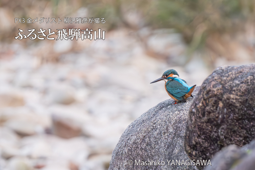 飛騨高山に棲むカワセミの写真。撮影・柳沢雅彦