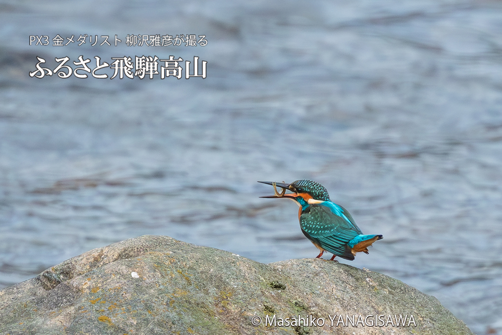 飛騨高山に棲むカワセミの写真。撮影・柳沢雅彦
