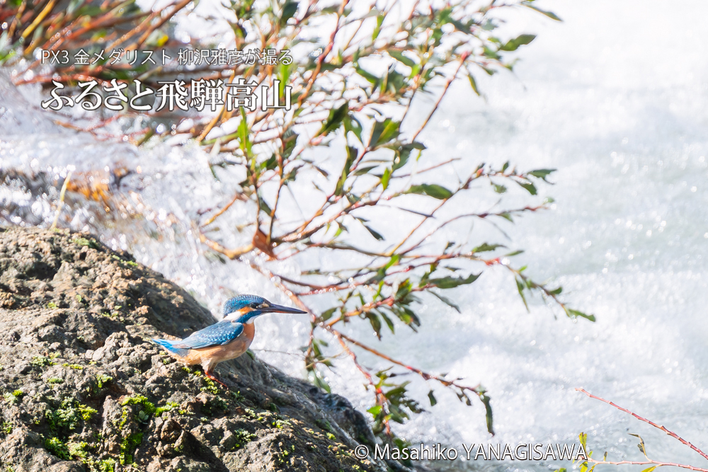 飛騨高山に棲むカワセミの写真。撮影・柳沢雅彦