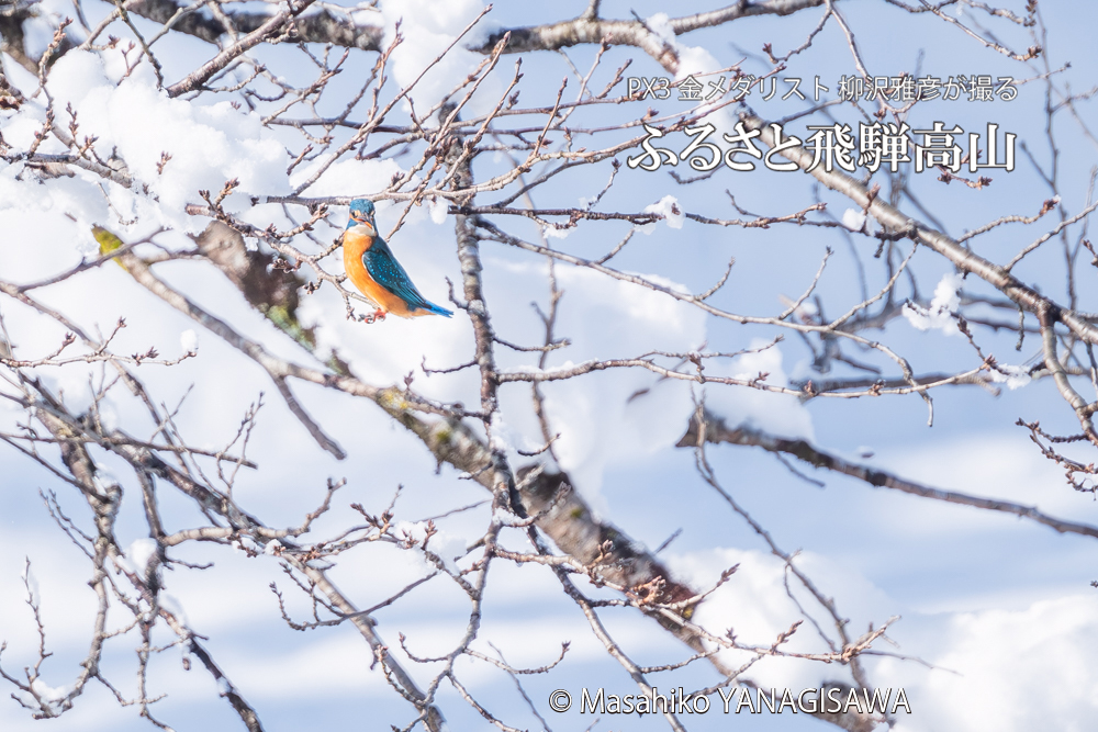飛騨高山に棲むカワセミの写真。撮影・柳沢雅彦
