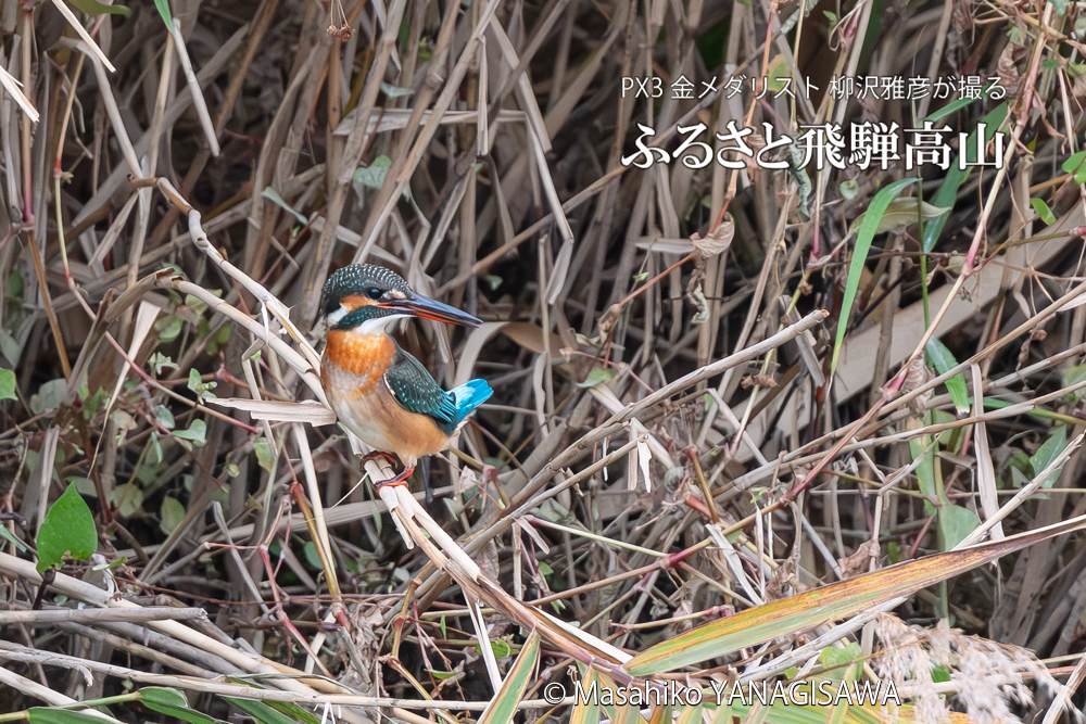 飛騨高山に棲むカワセミの写真。撮影・柳沢雅彦