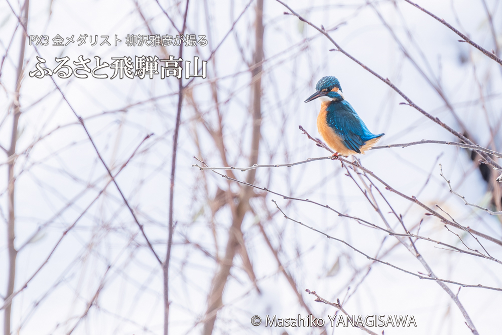 飛騨高山に棲むカワセミの写真。撮影・柳沢雅彦