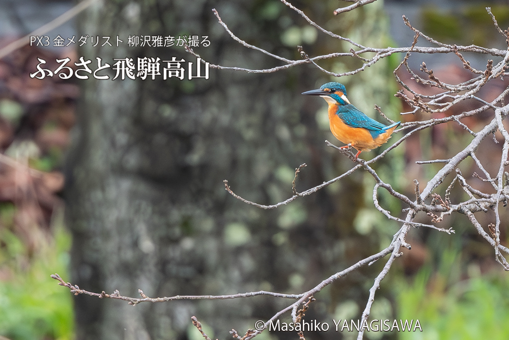 飛騨高山に棲むカワセミの写真。撮影・柳沢雅彦
