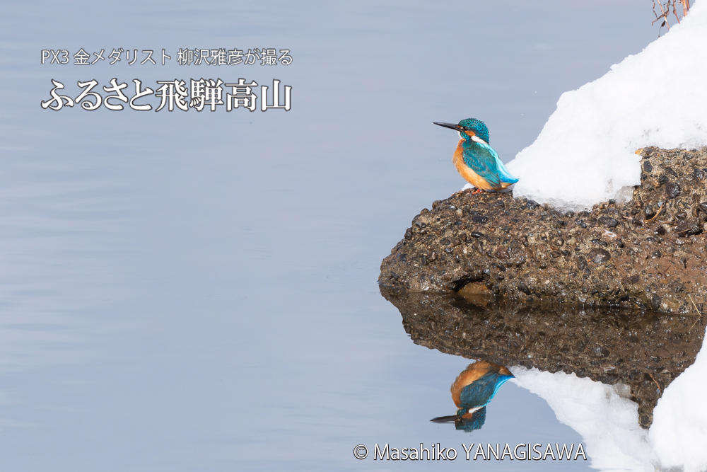 飛騨高山に棲むカワセミの写真。撮影・柳沢雅彦