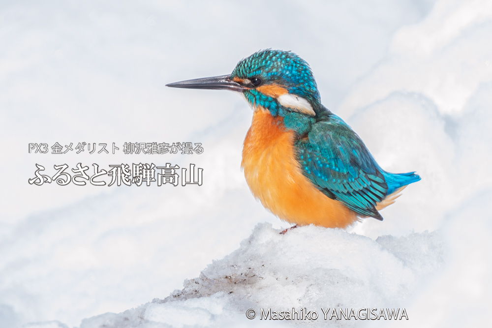 飛騨高山に棲むカワセミの写真。撮影・柳沢雅彦
