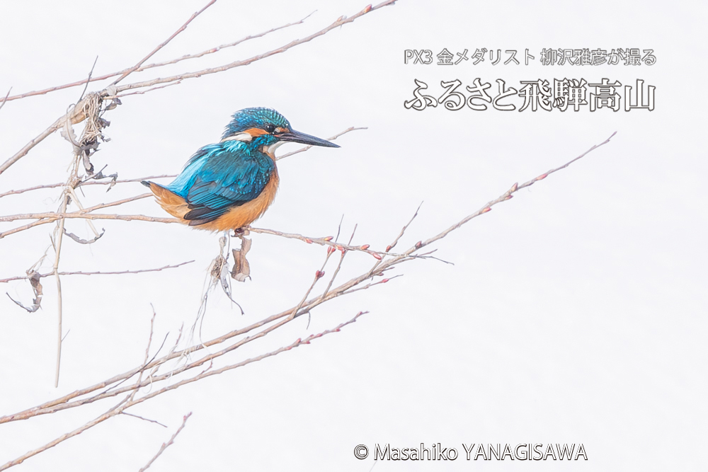 飛騨高山に棲むカワセミの写真。撮影・柳沢雅彦