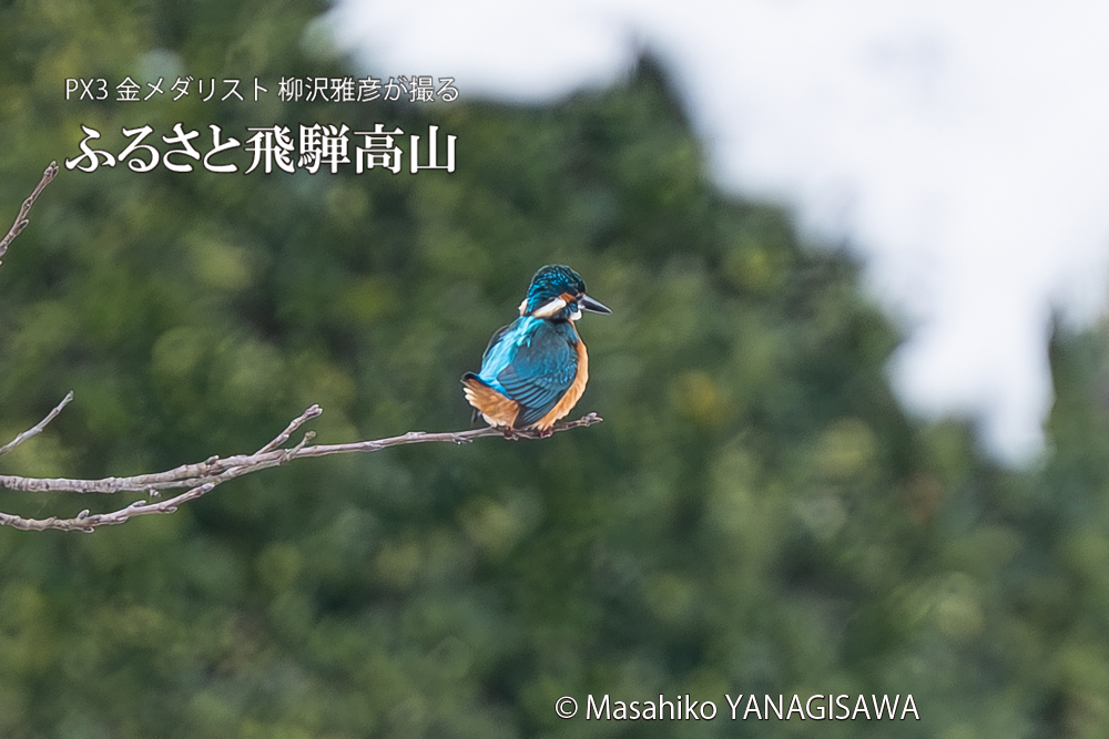 飛騨高山に棲むカワセミの写真。撮影・柳沢雅彦